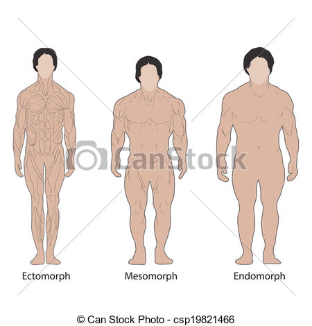 450x470 Male Body Types Clip Art Vector