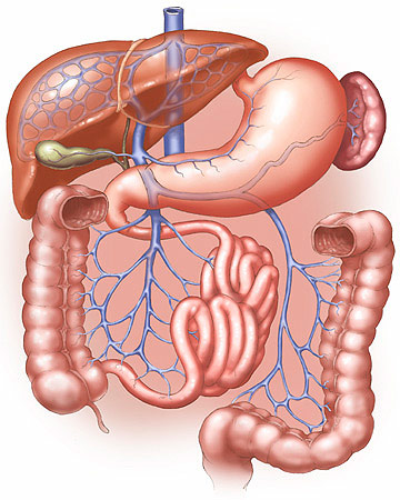 360x450 Digestive System Drawing Sketch Image Illustration