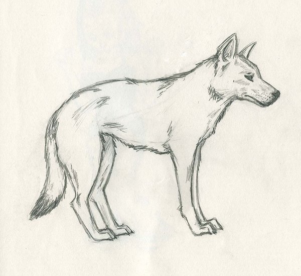 Dingo Drawing at GetDrawings | Free download