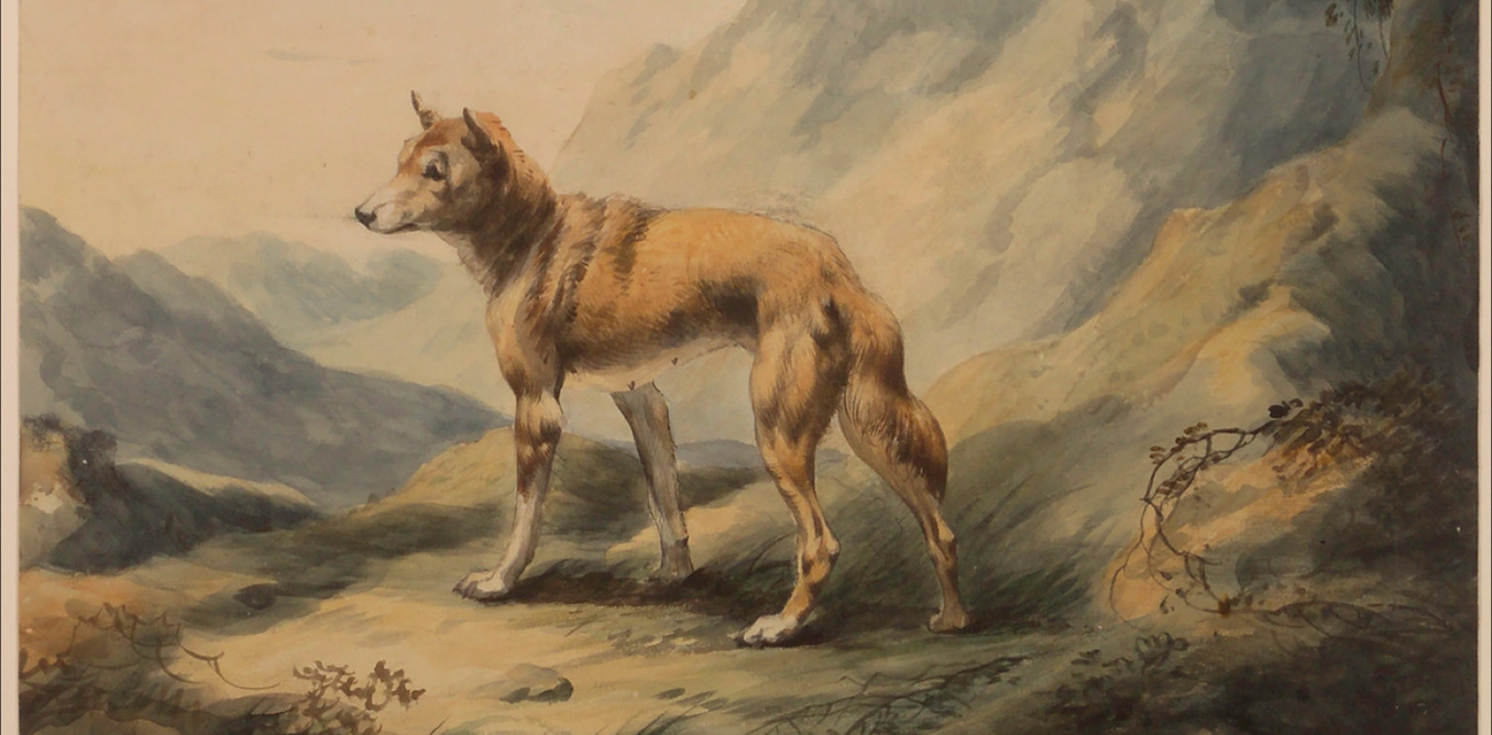 1356x668 Blanket, Water Diviner, Wild Pet A Cultural History Of The Dingo
