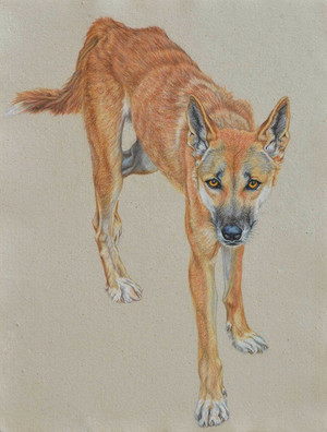 300x396 Dingo 2 Drawing Rachel Newling.jpg Drawings Draw