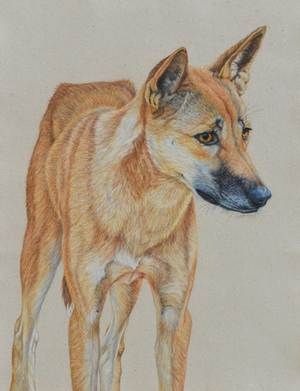 300x391 Dingo Drawing Rachel Newling.jpg Drawings