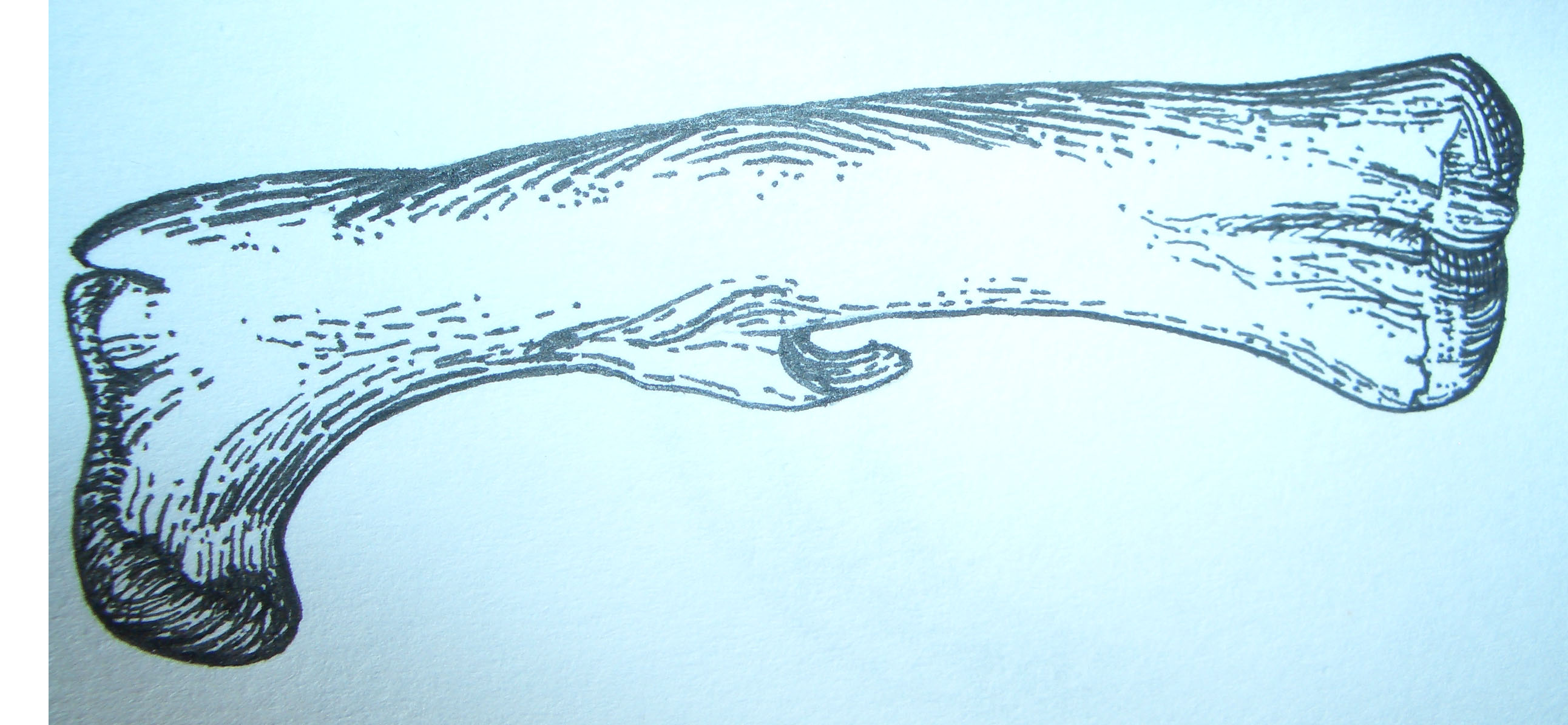 2584x1196 Hypsilophodon