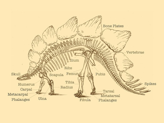 570x428 Stegosaurus Fossil Print Dinosaur Fossil Nerd Art By Ladyhonsa10