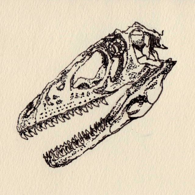 Dinosaur Bones Drawing at GetDrawings | Free download