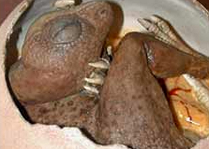 840x600 Dinosaur Egg Hatches In Berlin, Facebook Post Claims