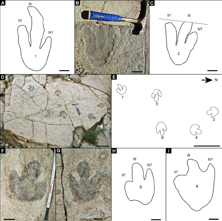 747x743 Photos And Schematic Drawings Of The Dinosaur Footprints From La