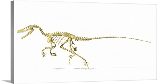 540x290 3d Rendering Of A Velociraptor Dinosaur Skeleton, Side View Wall