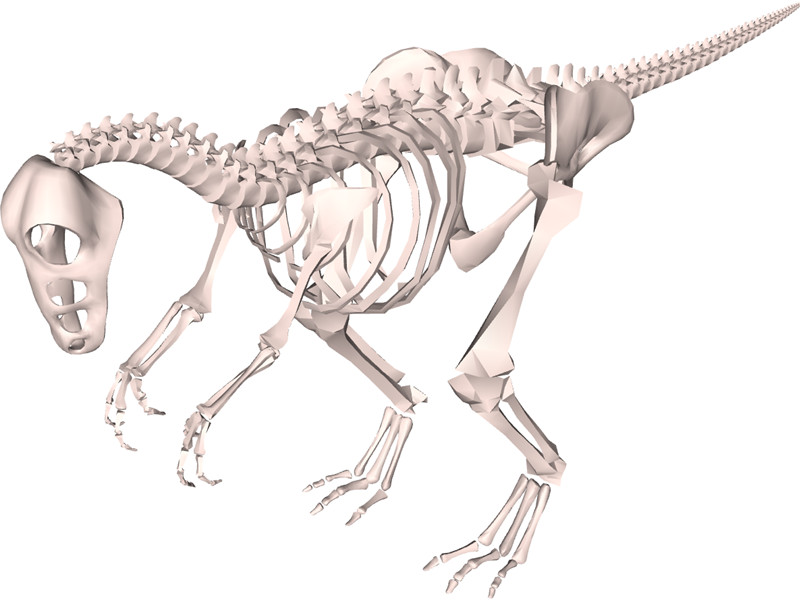 800x600 Dinosaur Skeleton 3d Model