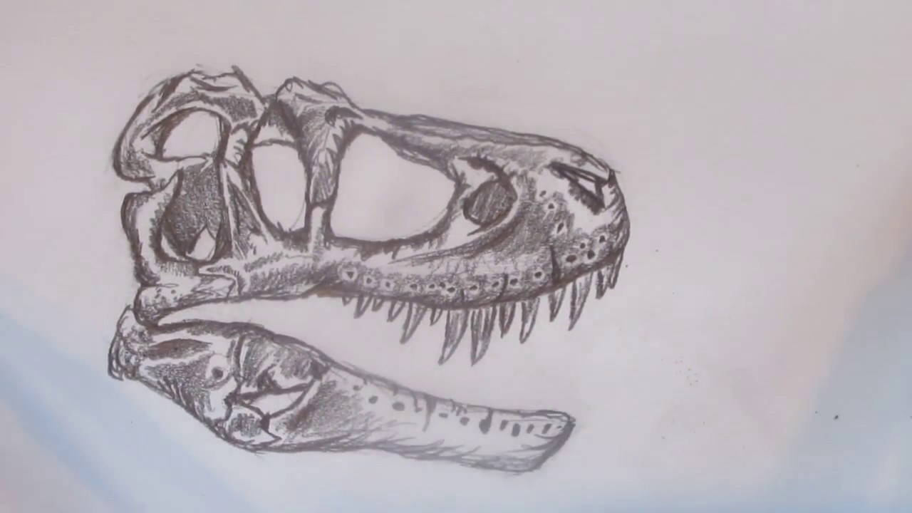 1280x720 Speed Drawing A T. Rex Skull