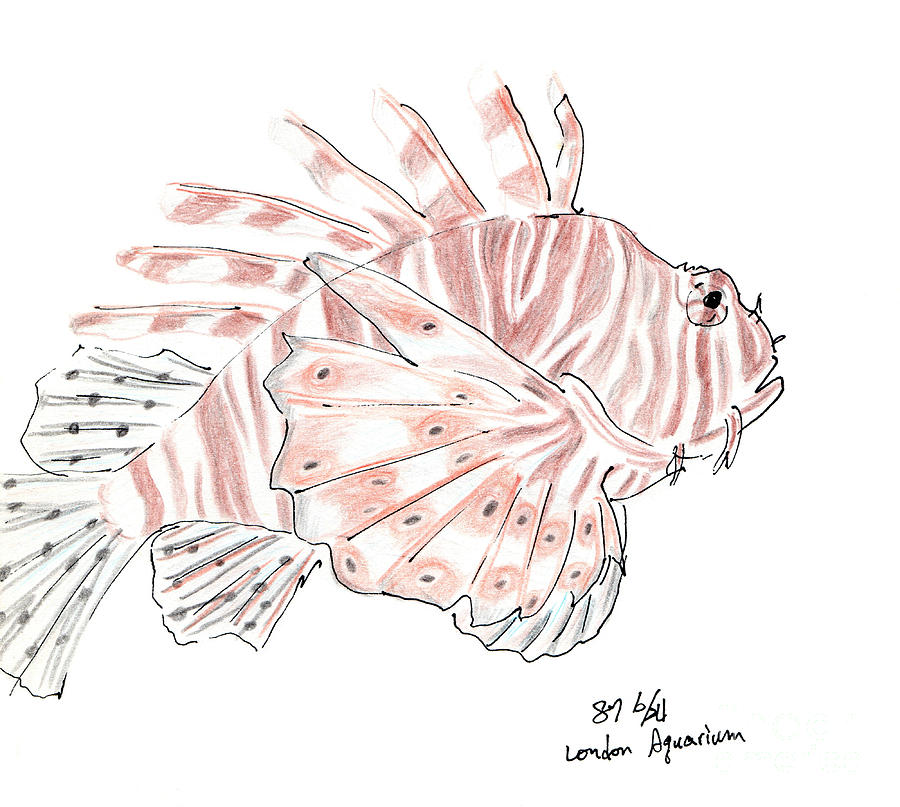 900x807 Scuba Diving Drawings Fine Art America