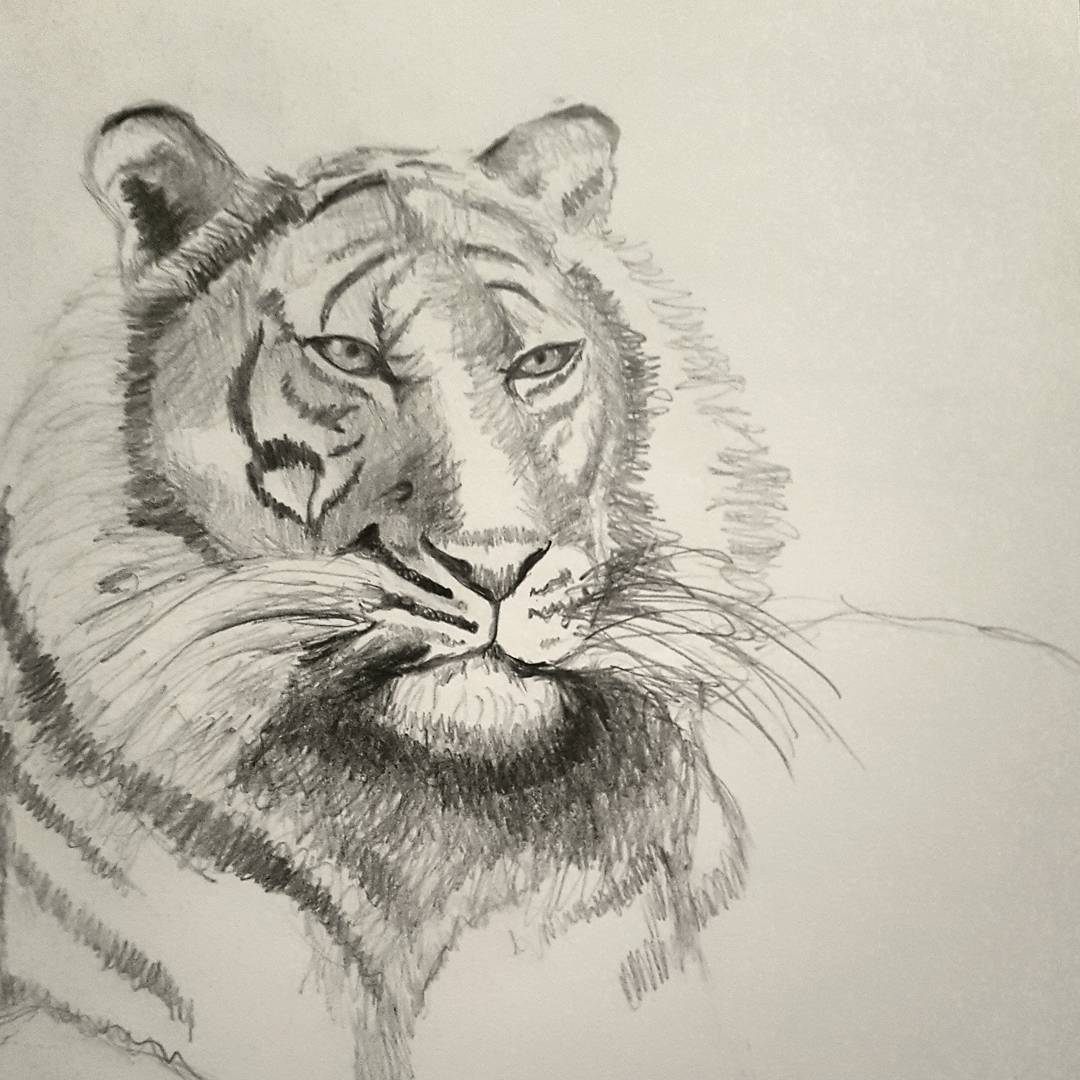 1080x1080 Did A Drawing. Tiger Tiger. Dj Calls Him A Wise One. Fiona