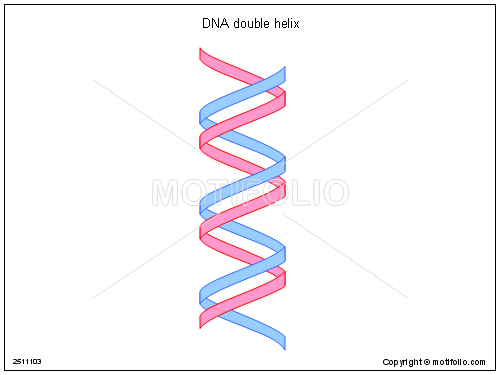 500x375 Dna Double Helix Illustrations