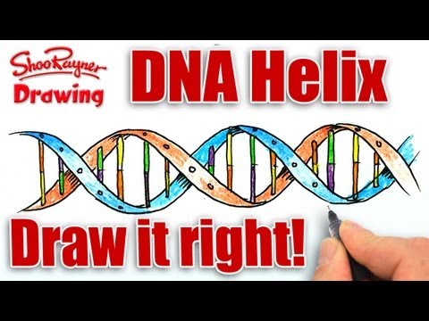 480x360 How To Draw The Dna Helix Correctly! And Other Great Videos