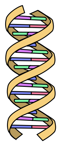 200x474 Sciblogs How To Spot A Badly Drawn Dna Helix