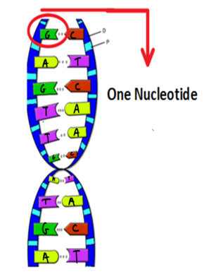 290x395 Unsibio10dna