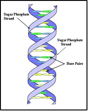 Dna Double Helix Drawing at GetDrawings | Free download