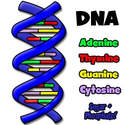 Dna Drawing at GetDrawings | Free download