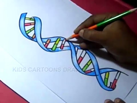 480x360 How To Draw Dna Structure Color Drawing For Kids