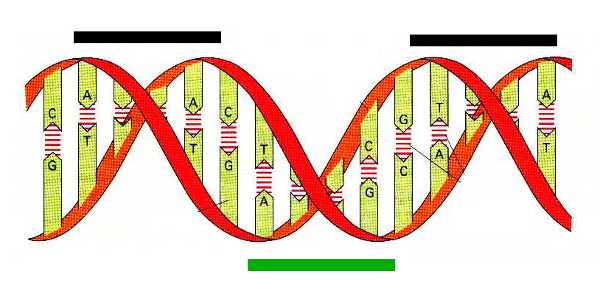 600x300 Simple Dna Strand Drawing Dna Strandstrucure Or Khalib'S
