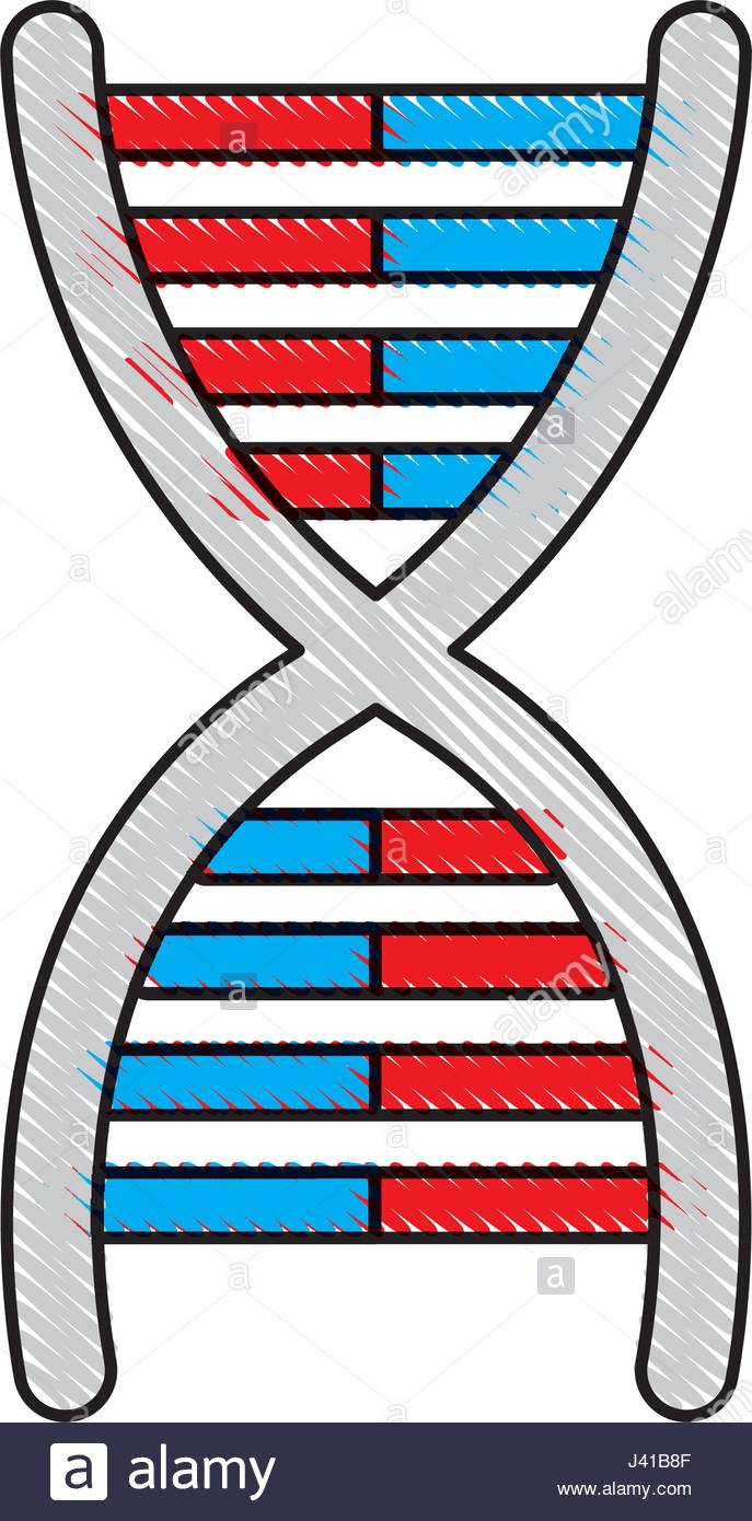 687x1390 Drawing Dna Molecule Chromosome Biology Genetic Stock Vector Art