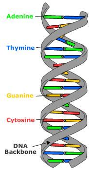 200x349 Here Is A Diagram Of Dna Which Is Much Easier To Understand Than