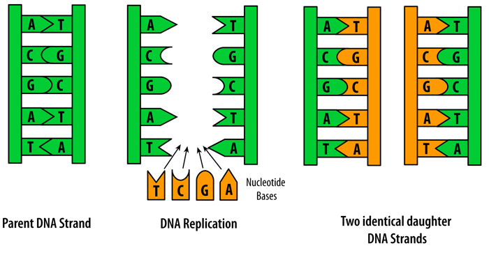 700x366 Dna Ii Biology Visionlearning