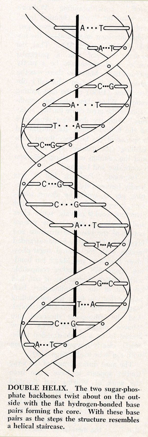 600x1762 Here Is A Diagram Of Dna Which Is Much Easier To Understand Than