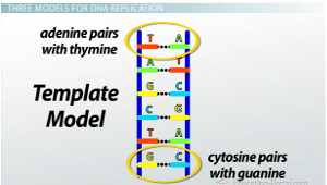 300x170 What Is Dna Replication