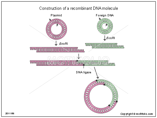 500x375 Construction Of A Recombinant Dna Molecule Illustrations