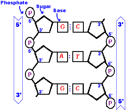 439x388 Seven Days Per Week Stpm Biology Biological Molecules (Part 18)
