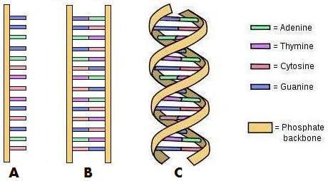 Dna Strand Drawing at GetDrawings | Free download