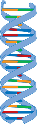 Dna Strand Drawing at GetDrawings | Free download