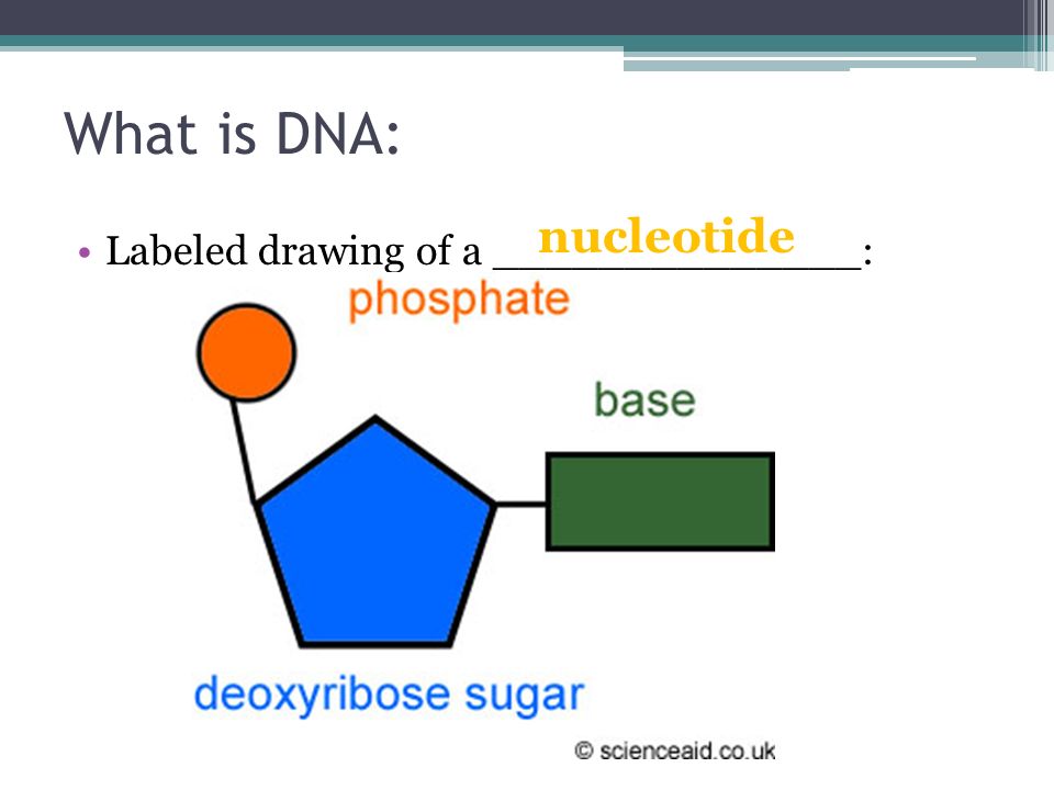 [DIAGRAM] Chapter 11 Introduction To Genetics Labeling Diagrams ...