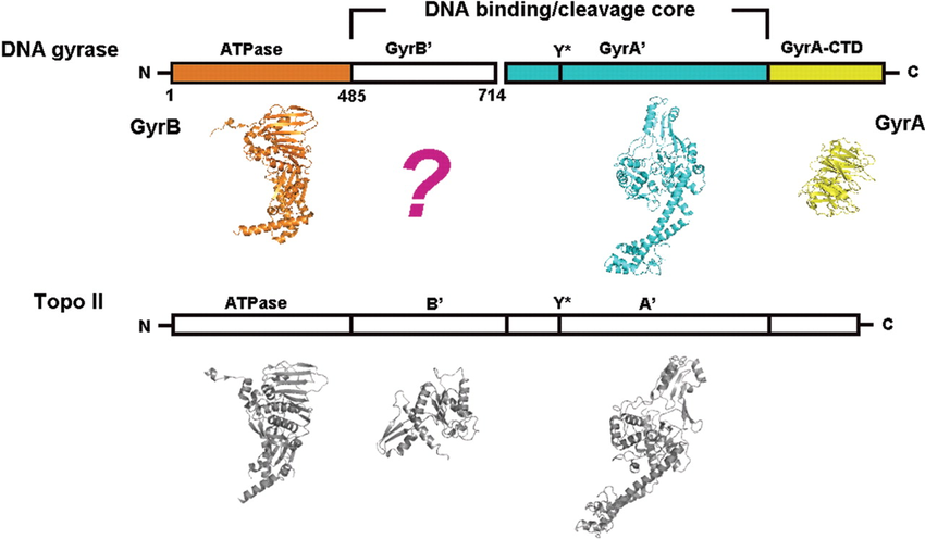 850x496 Schematic Drawing Of Dna Gyrase Primary Structure In Comparison