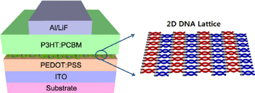 850x311 Schematic Drawing Of The Structure Of The Dx Tile Based 2d Dna