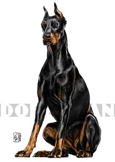 236x333 Very Cool Dobie Art By Christine Bian Beautiful Imagery Amp Art