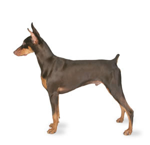 300x290 Welcome To Draw