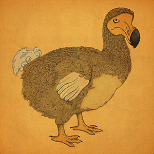 Dodo Bird Drawing at GetDrawings | Free download