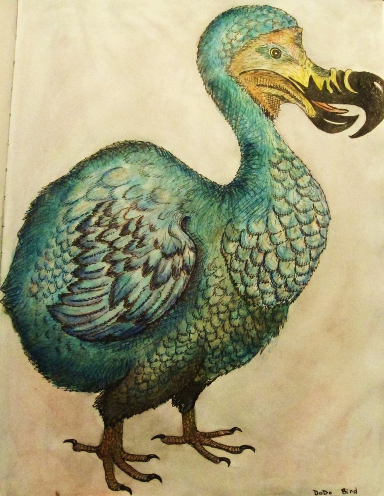 787x1016 What A Dodo Bird Looks Like Hahahh @cassandra Dowman Dowman Guild