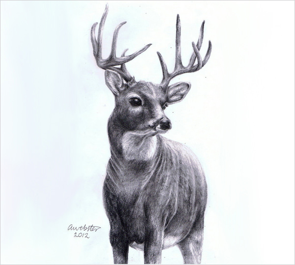 600x539 Free Deer Drawings Amp Designs Free Amp Premium Templates