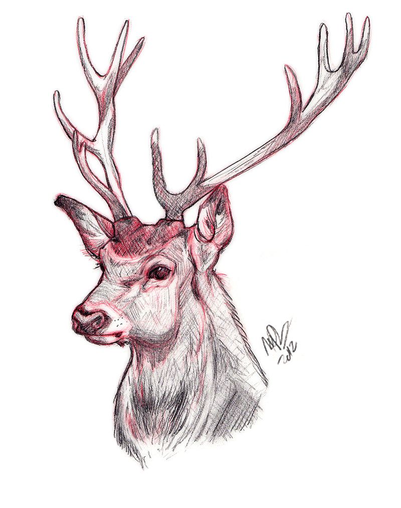 800x1013 Deer Sketch By On @ Art I