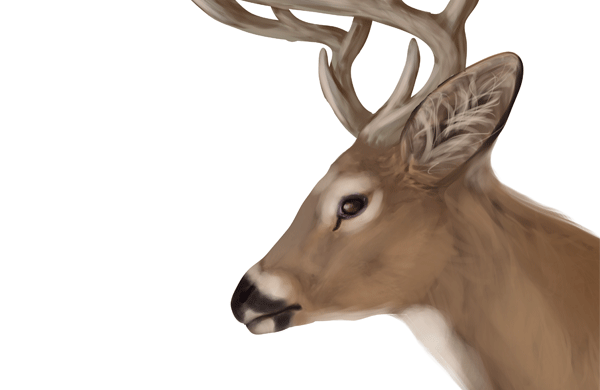 600x390 How To Draw Animals Deer