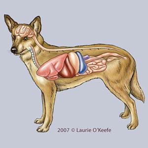 300x300 Canine Anatomy Illustrations Lovetoknow
