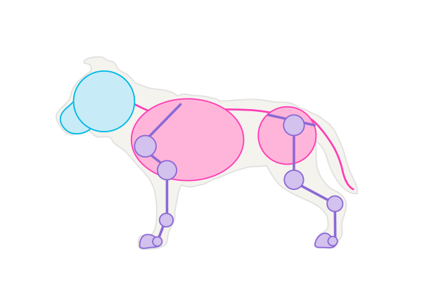 600x422 How To Draw Animals Dogs And Wolves, And Their Anatomy