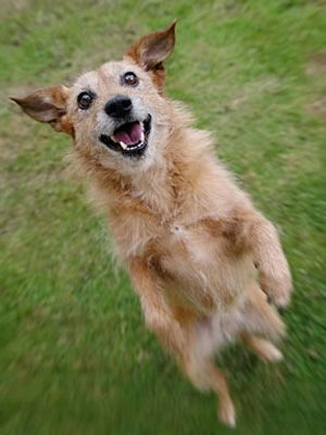 300x400 How To Stop Your Dog From Barking First Find Why Your Dog Barks