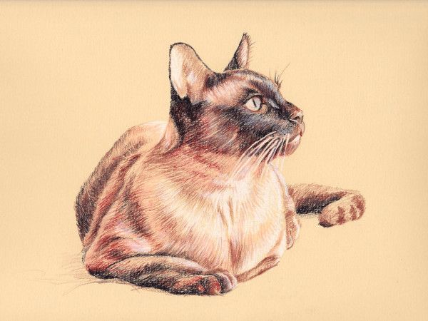 600x450 Portrait Of A Burmese Cat My Drawings Of Dogs, Cats And Horses