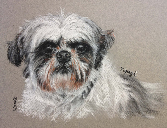 570x435 Shitzu Shihtzu Custom Pet Portrait Charcoal Drawing
