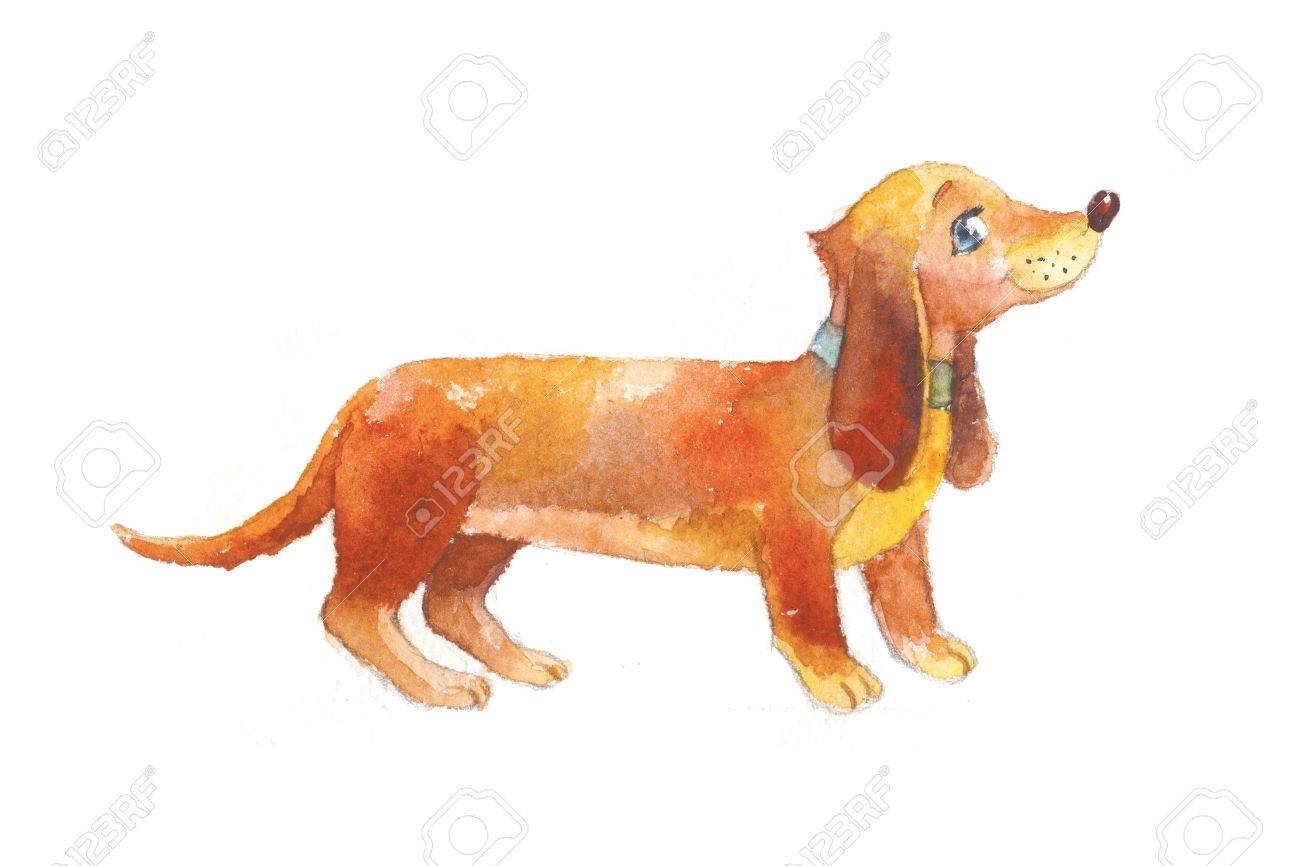 1300x866 Dachshund Watercolor Isolated On White. Cute Brown Dog, Hand Drawn