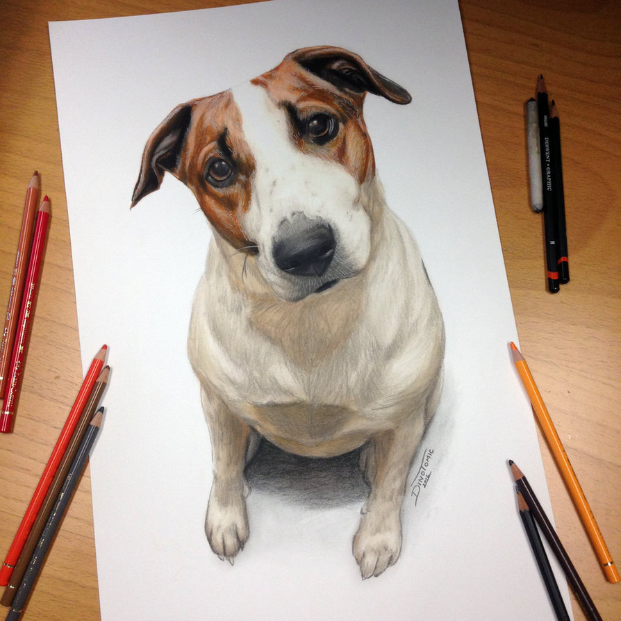 894x894 Dog Drawing By Atomiccircus